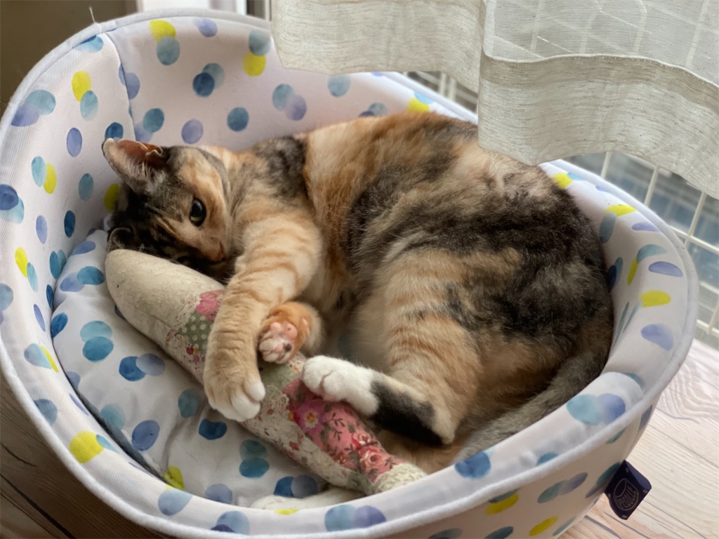 f:id:hiraryo0201:20210629123707j:image f:id:hiraryo0201:20210629123707j:image