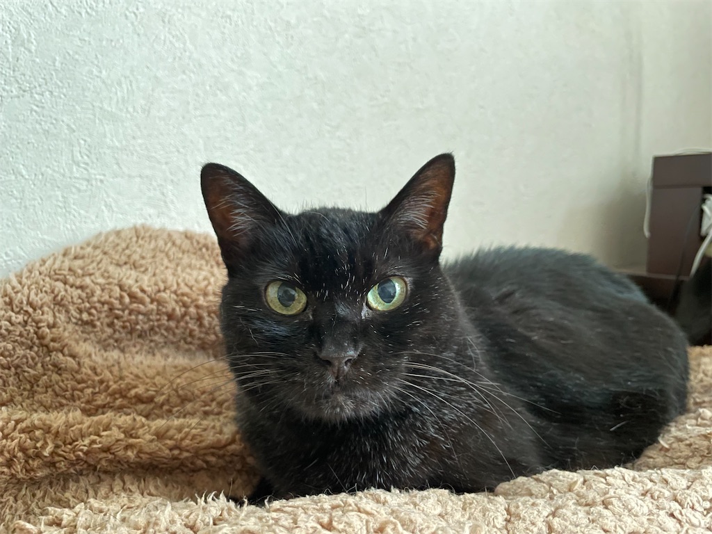 f:id:hiraryo0201:20210630122330j:image