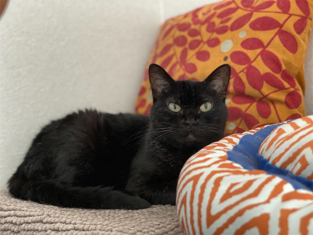 f:id:hiraryo0201:20210716134720j:image f:id:hiraryo0201:20210716134720j:image