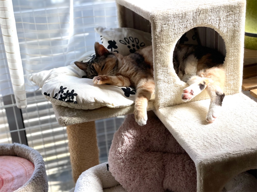 f:id:hiraryo0201:20210718172218j:image