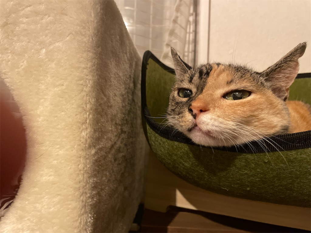 f:id:hiraryo0201:20210718182032j:image