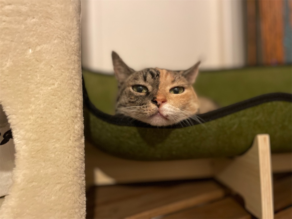 f:id:hiraryo0201:20210718182123j:image