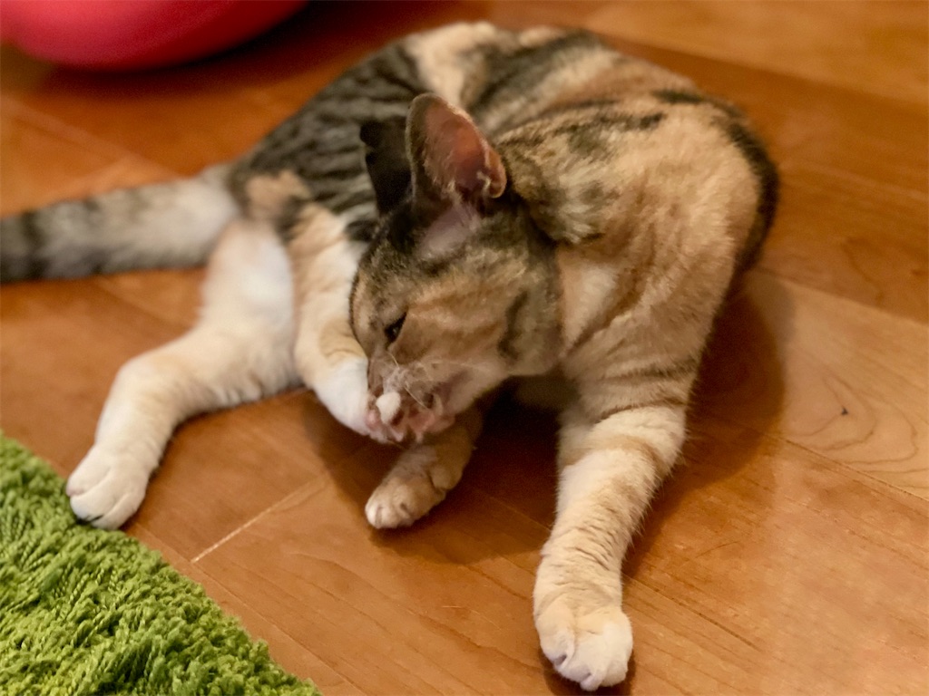 f:id:hiraryo0201:20210722192003j:image f:id:hiraryo0201:20210722192003j:image