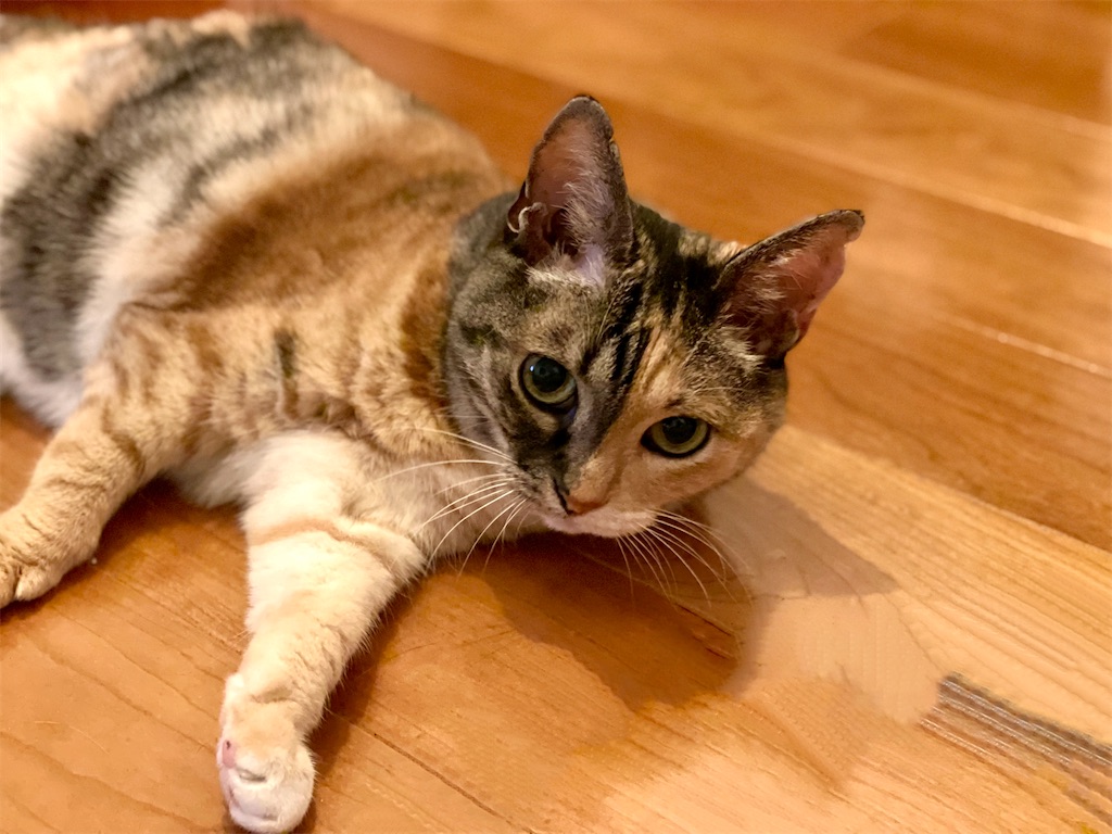 f:id:hiraryo0201:20210722192010j:image f:id:hiraryo0201:20210722192010j:image