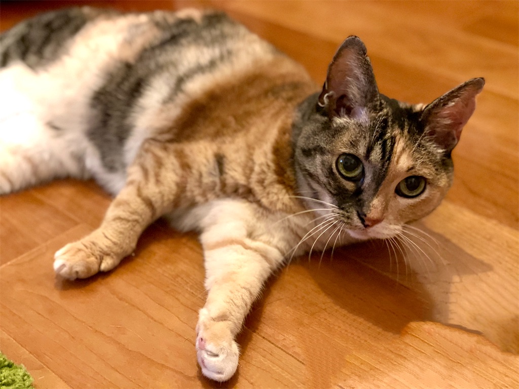 f:id:hiraryo0201:20210722192014j:image f:id:hiraryo0201:20210722192014j:image