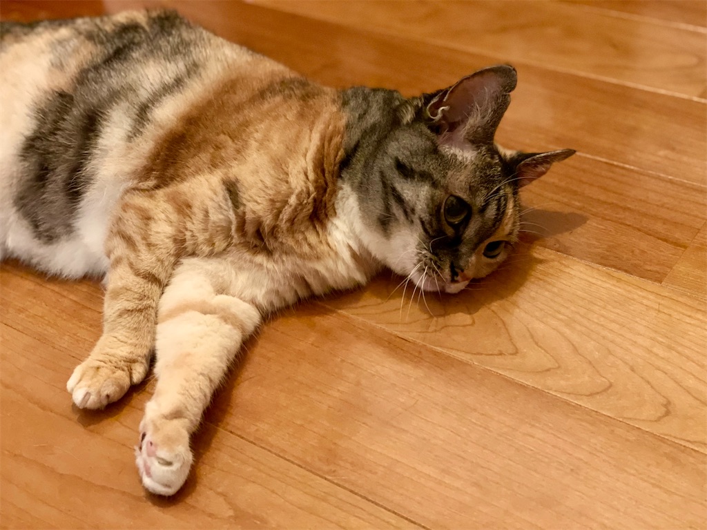 f:id:hiraryo0201:20210722192018j:image f:id:hiraryo0201:20210722192018j:image