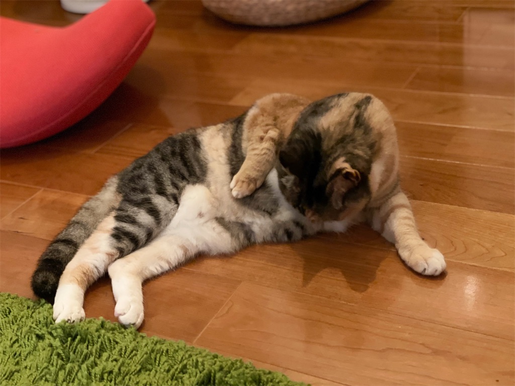 f:id:hiraryo0201:20210722192029j:image f:id:hiraryo0201:20210722192029j:image