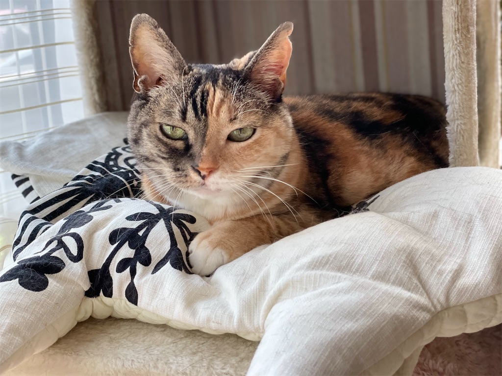 f:id:hiraryo0201:20210724200935j:image