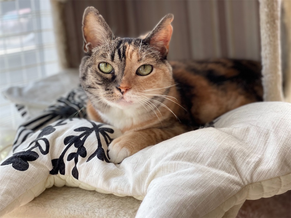 f:id:hiraryo0201:20210724200938j:image