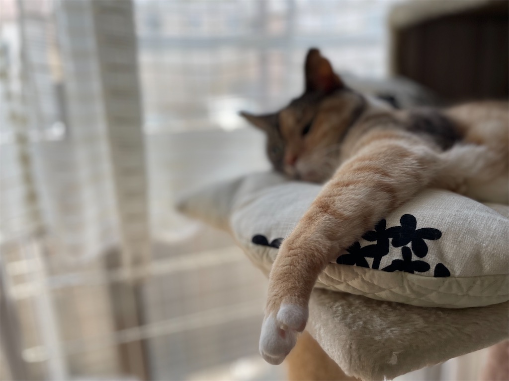 f:id:hiraryo0201:20210724201212j:image