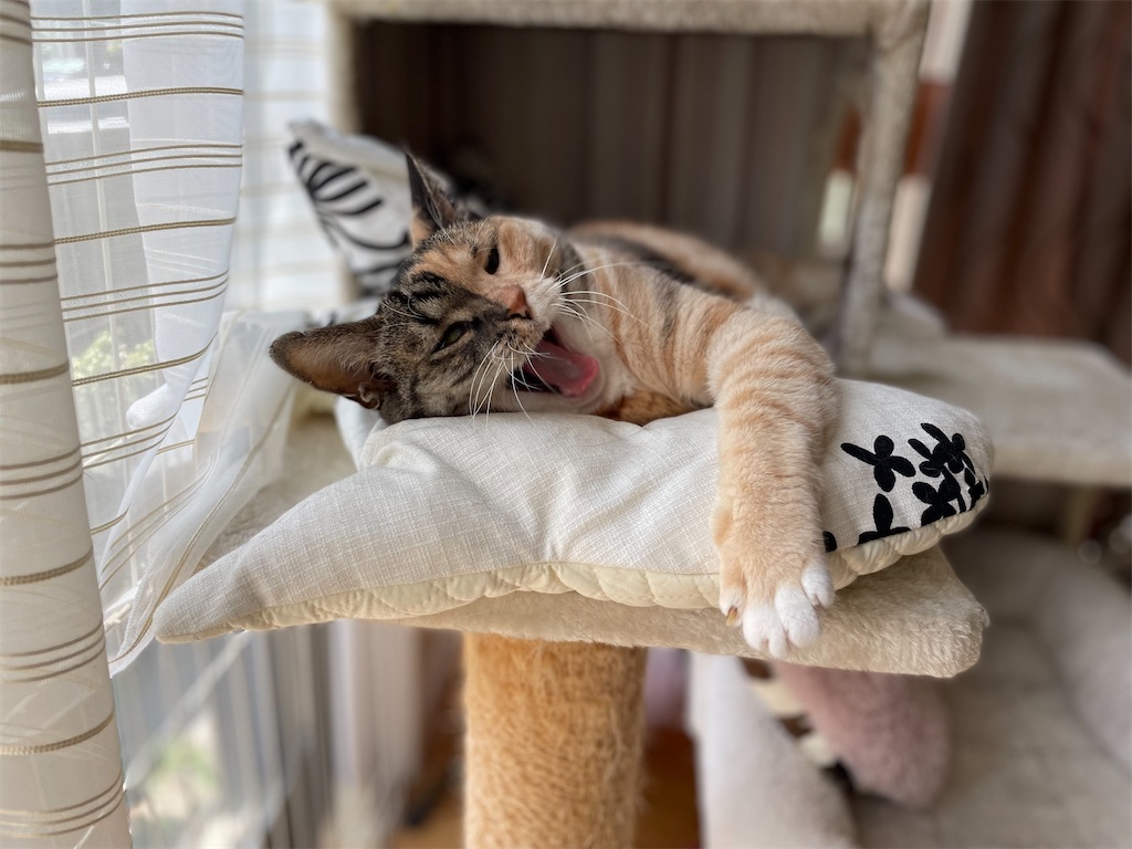 f:id:hiraryo0201:20210724201215j:image