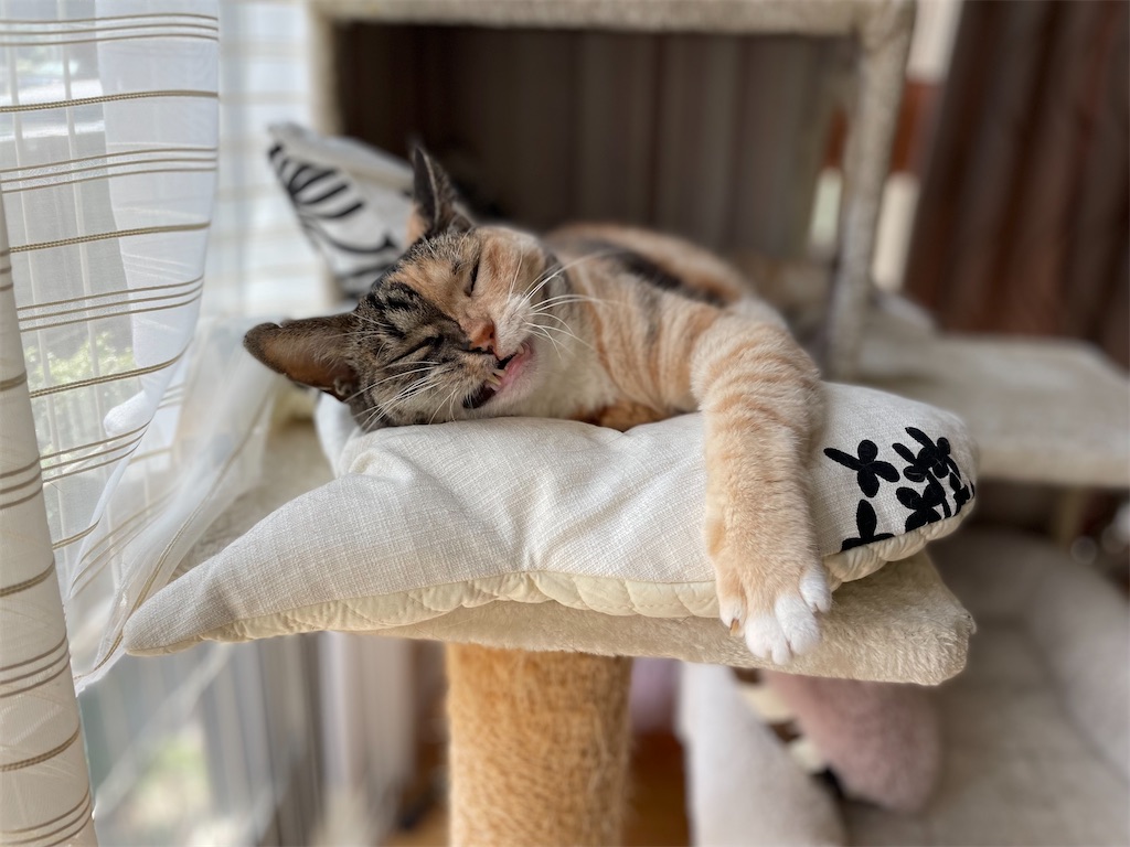 f:id:hiraryo0201:20210724201228j:image