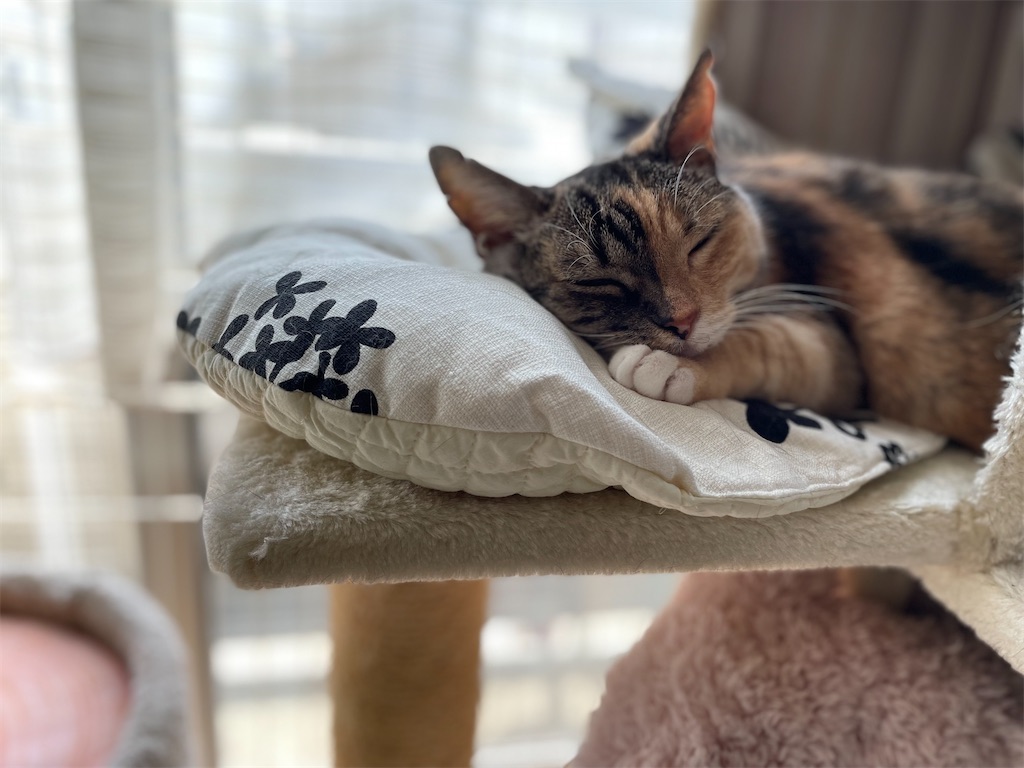 f:id:hiraryo0201:20210724201232j:image