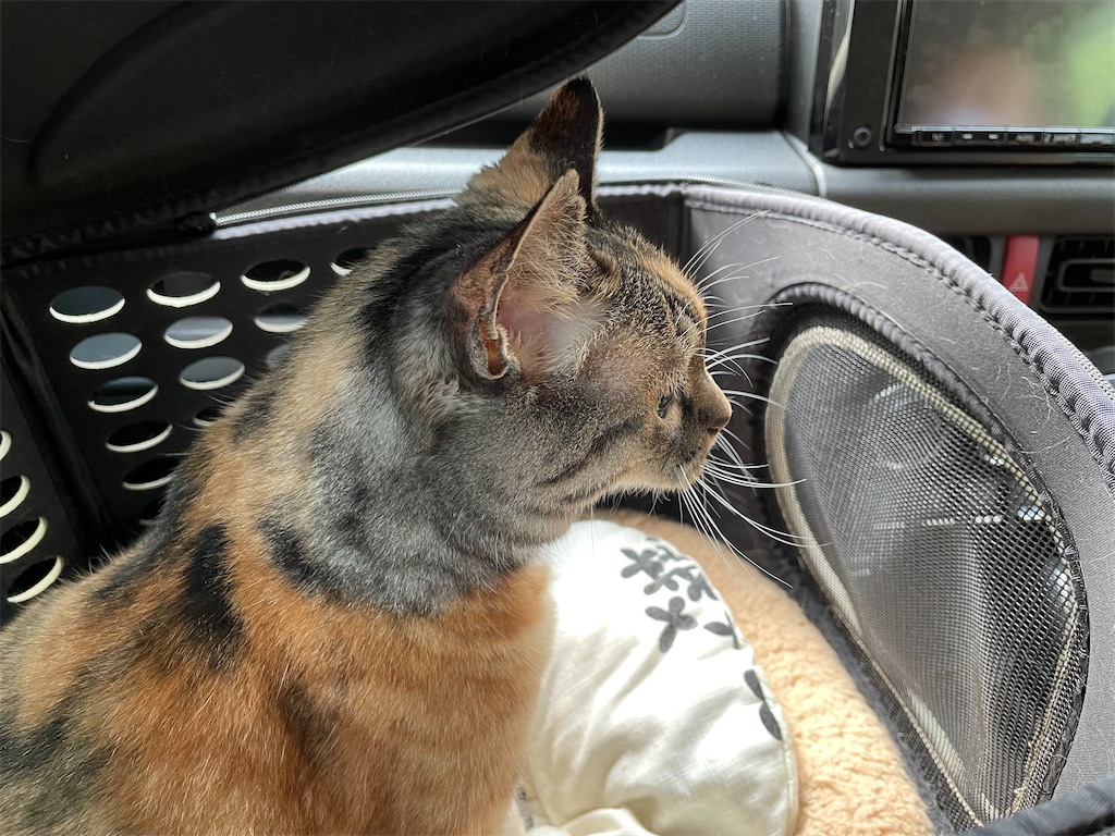 f:id:hiraryo0201:20210729173251j:image f:id:hiraryo0201:20210729173251j:image