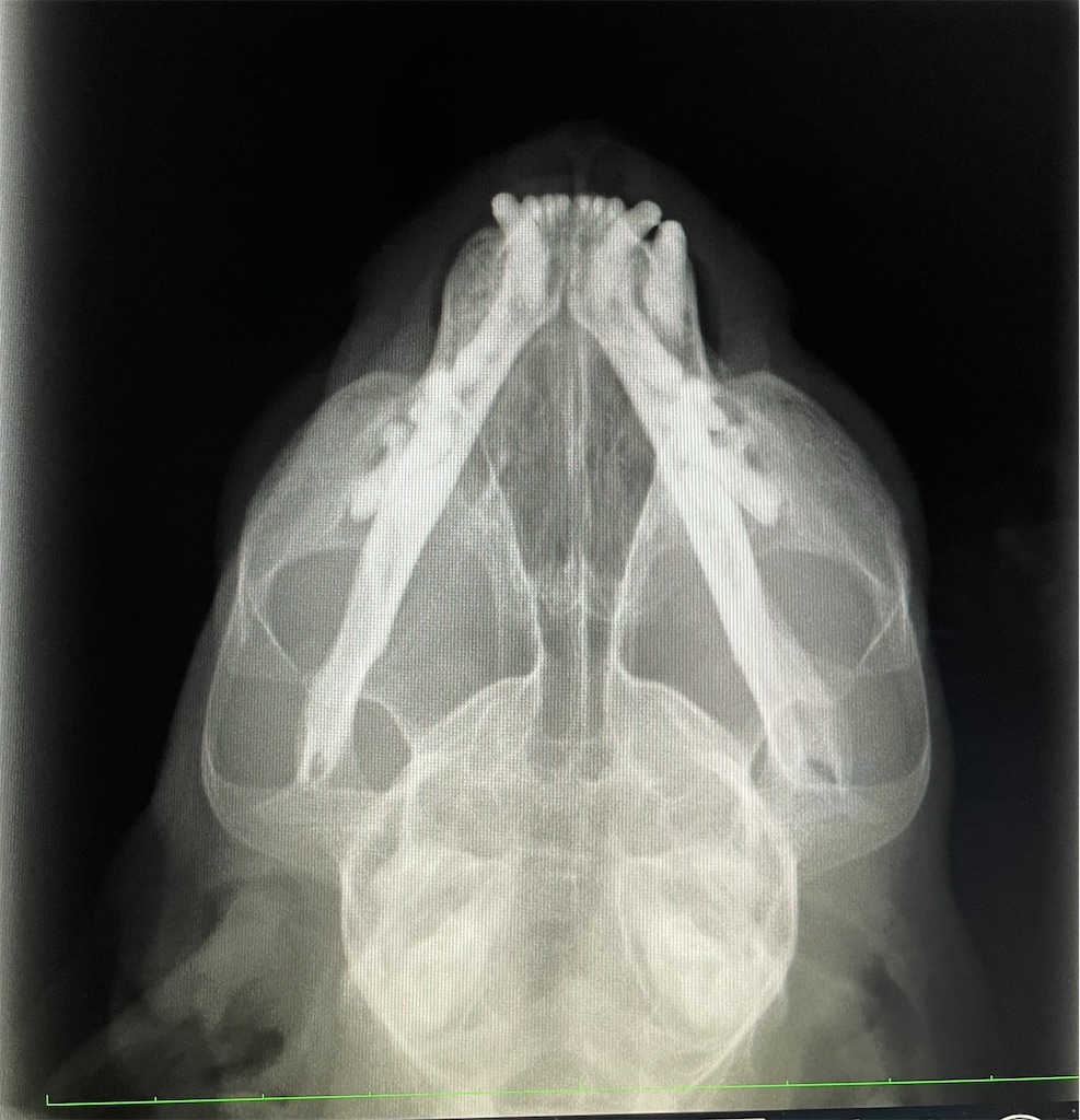 f:id:hiraryo0201:20210729200448j:image f:id:hiraryo0201:20210729200448j:image