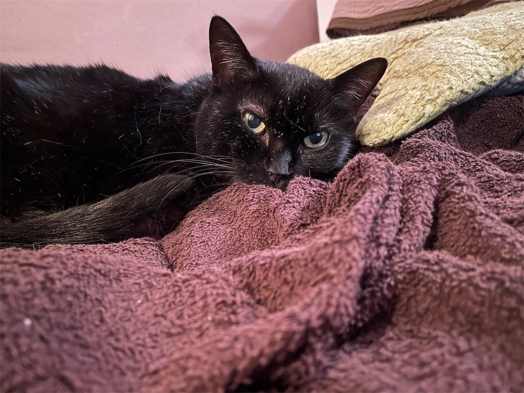 f:id:hiraryo0201:20210729200543j:image f:id:hiraryo0201:20210729200543j:image