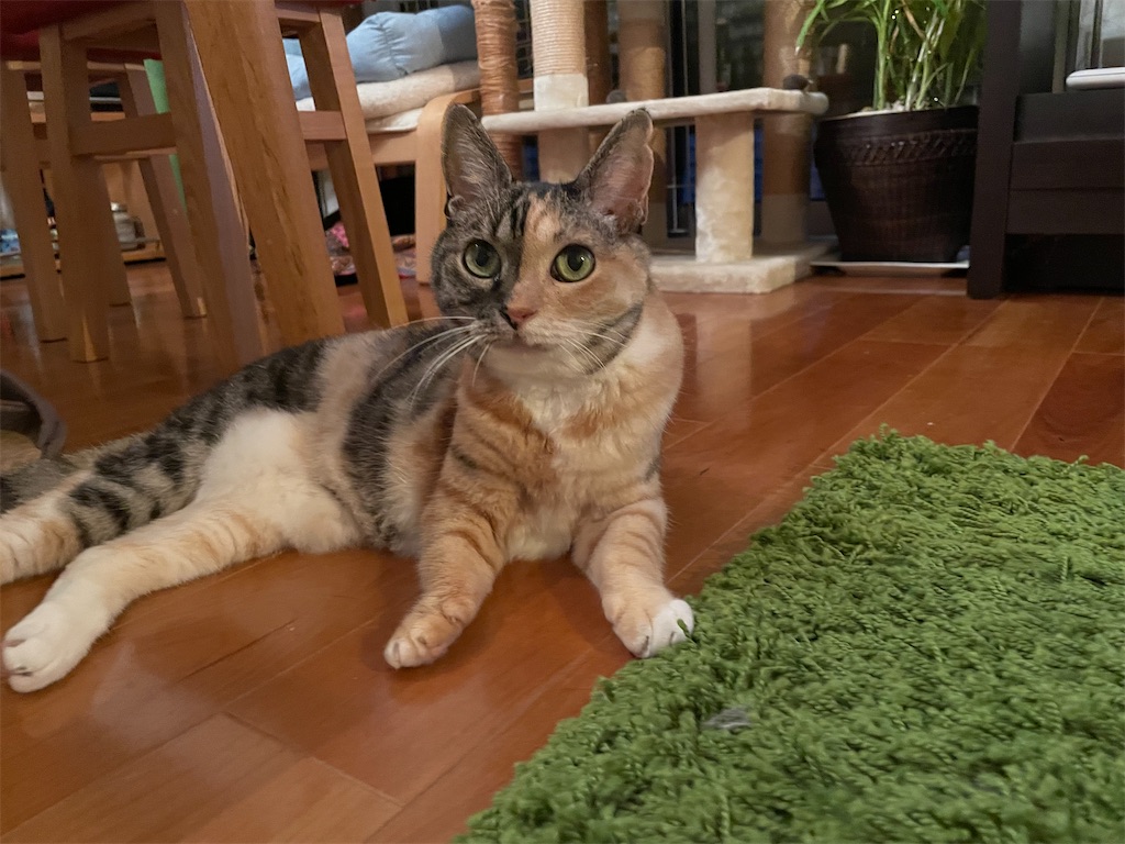 f:id:hiraryo0201:20210731210823j:image