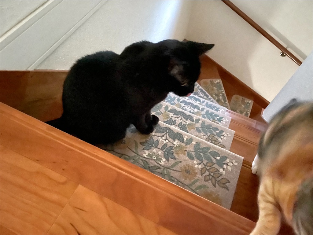 f:id:hiraryo0201:20210802234914j:image f:id:hiraryo0201:20210802234914j:image