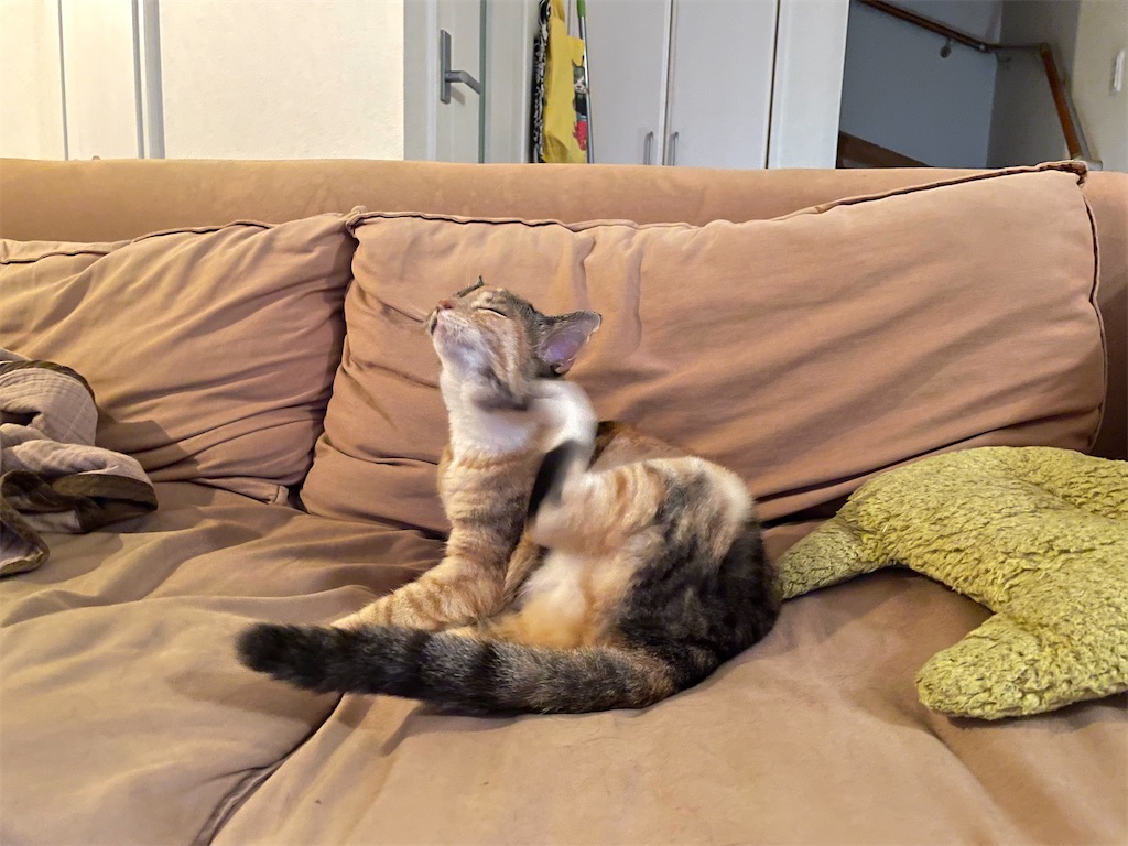 f:id:hiraryo0201:20210804170507j:image