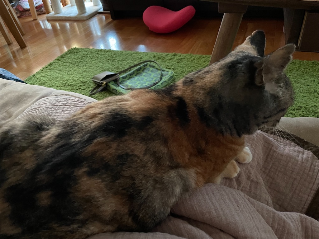 f:id:hiraryo0201:20210804170517j:image