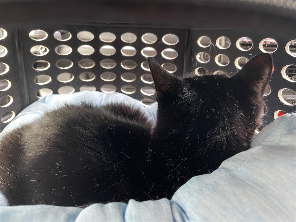 f:id:hiraryo0201:20210807230442j:image f:id:hiraryo0201:20210807230442j:image