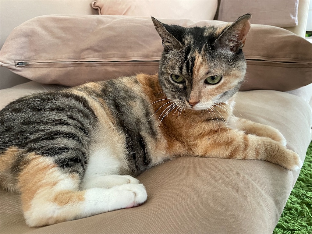 f:id:hiraryo0201:20210807230446j:image f:id:hiraryo0201:20210807230446j:image