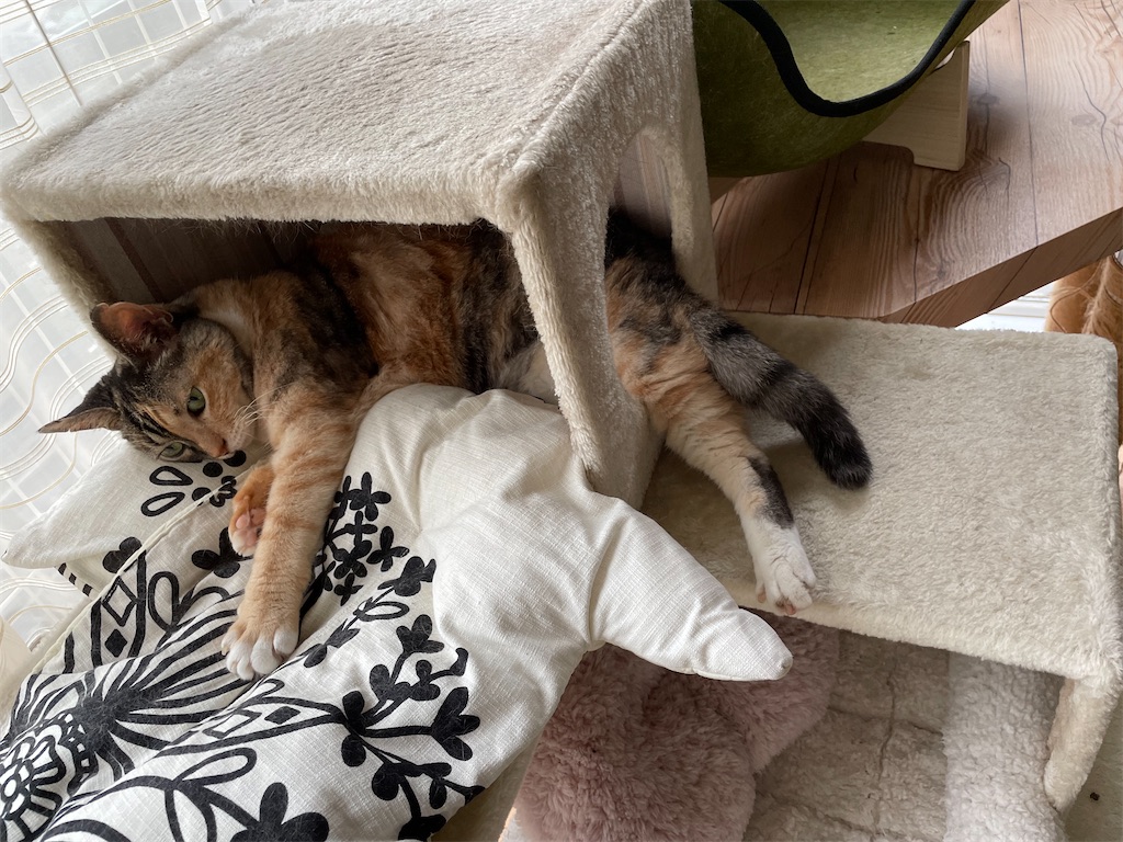 f:id:hiraryo0201:20210807230450j:image f:id:hiraryo0201:20210807230450j:image