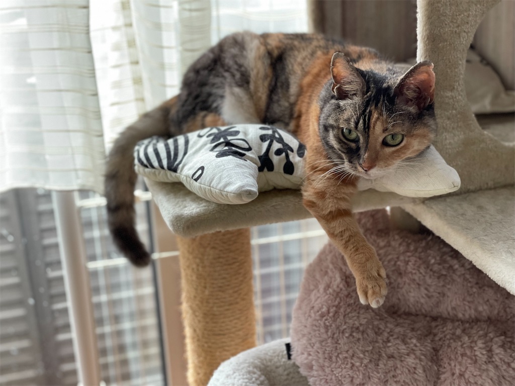 f:id:hiraryo0201:20210809104708j:image f:id:hiraryo0201:20210809104708j:image