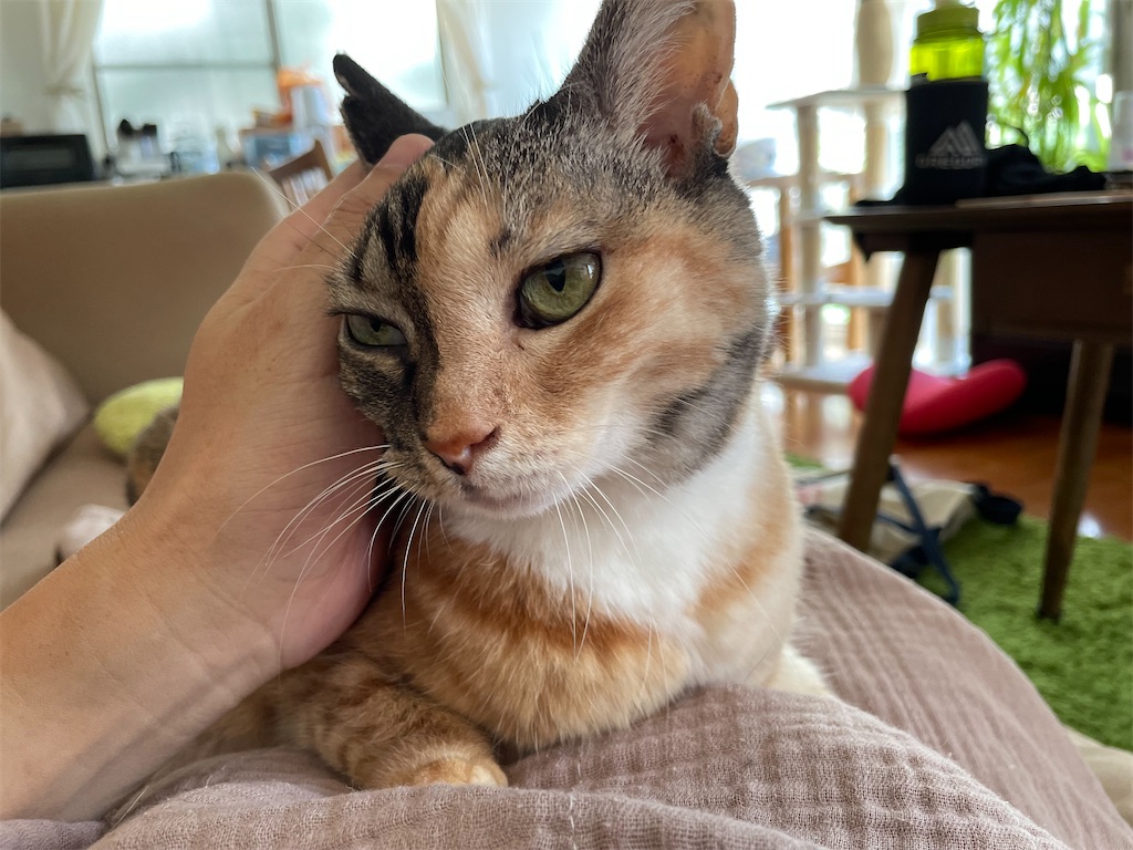 f:id:hiraryo0201:20210809152105j:image f:id:hiraryo0201:20210809152105j:image