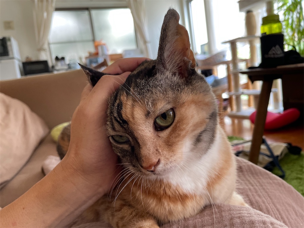 f:id:hiraryo0201:20210809152108j:image f:id:hiraryo0201:20210809152108j:image