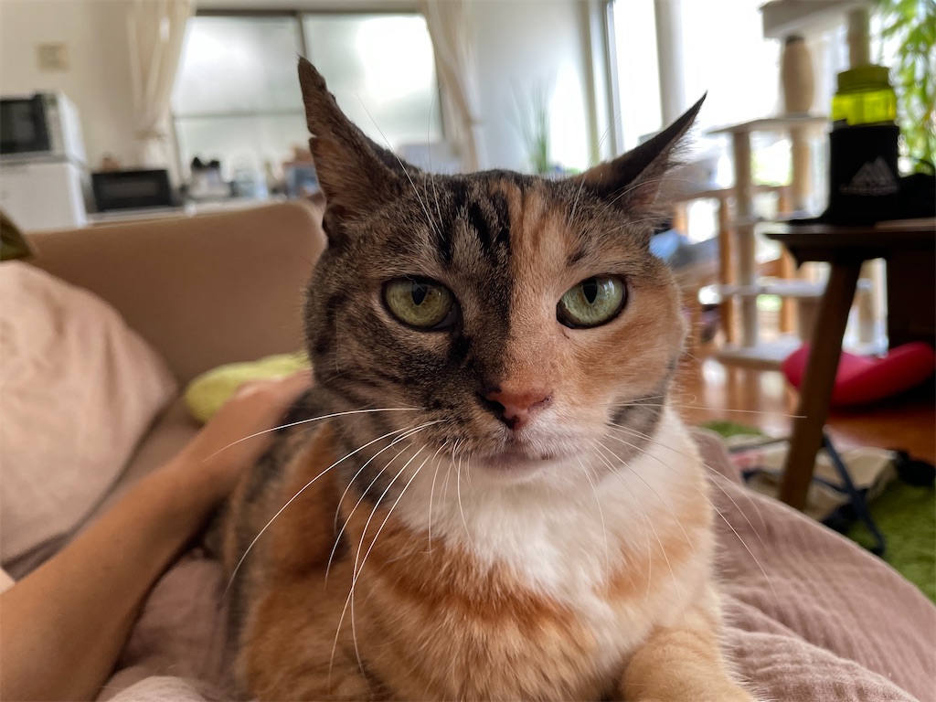 f:id:hiraryo0201:20210809152111j:image f:id:hiraryo0201:20210809152111j:image