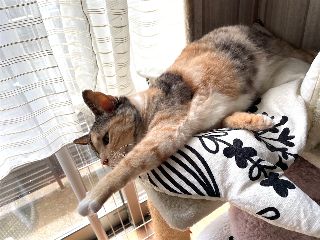 f:id:hiraryo0201:20210809155604j:image f:id:hiraryo0201:20210809155604j:image