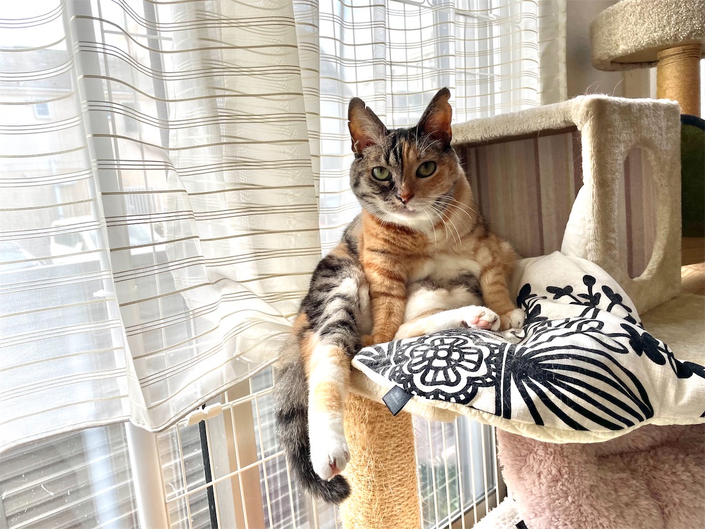 f:id:hiraryo0201:20210812211109j:image f:id:hiraryo0201:20210812211109j:image