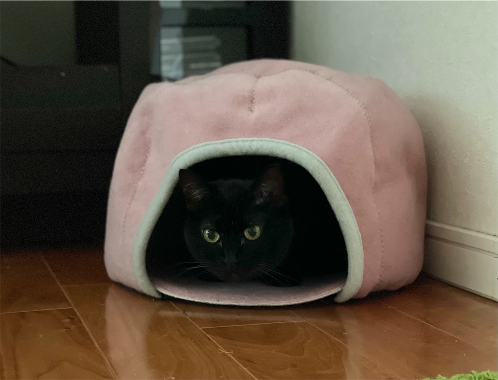 f:id:hiraryo0201:20210813193936j:image f:id:hiraryo0201:20210813193936j:image