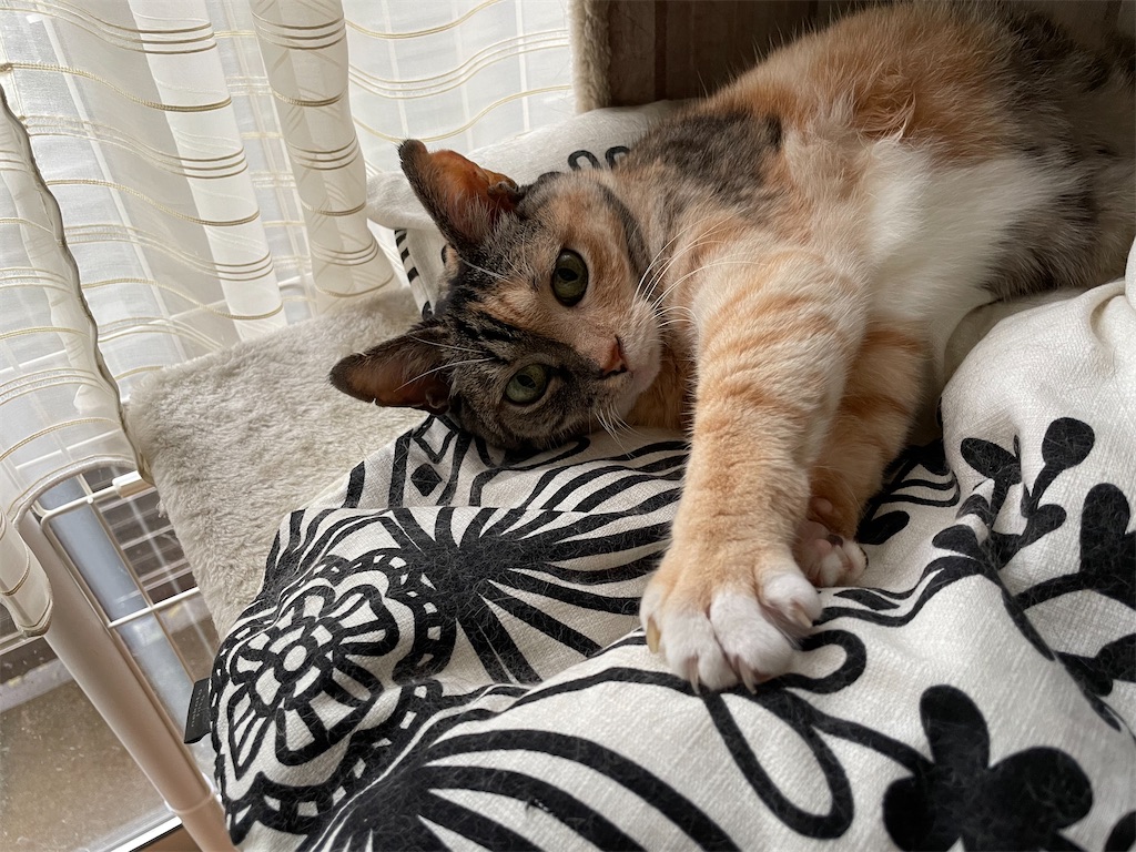 f:id:hiraryo0201:20210815070312j:image f:id:hiraryo0201:20210815070312j:image