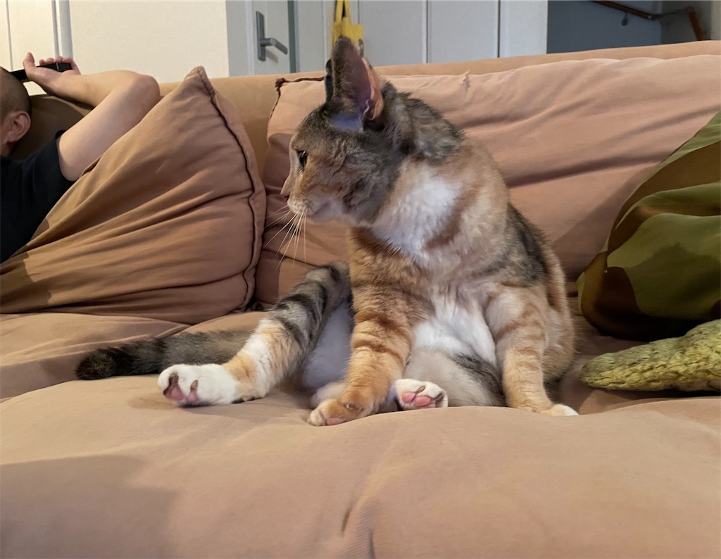 f:id:hiraryo0201:20210815121259j:image f:id:hiraryo0201:20210815121259j:image