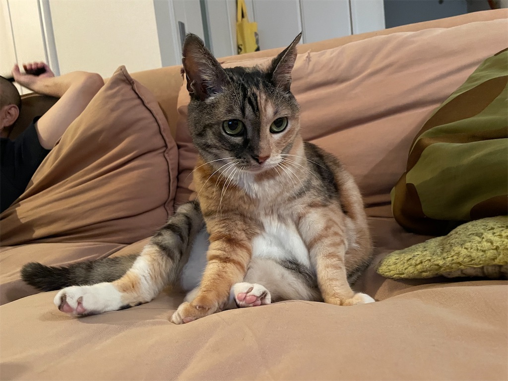 f:id:hiraryo0201:20210815121302j:image f:id:hiraryo0201:20210815121302j:image