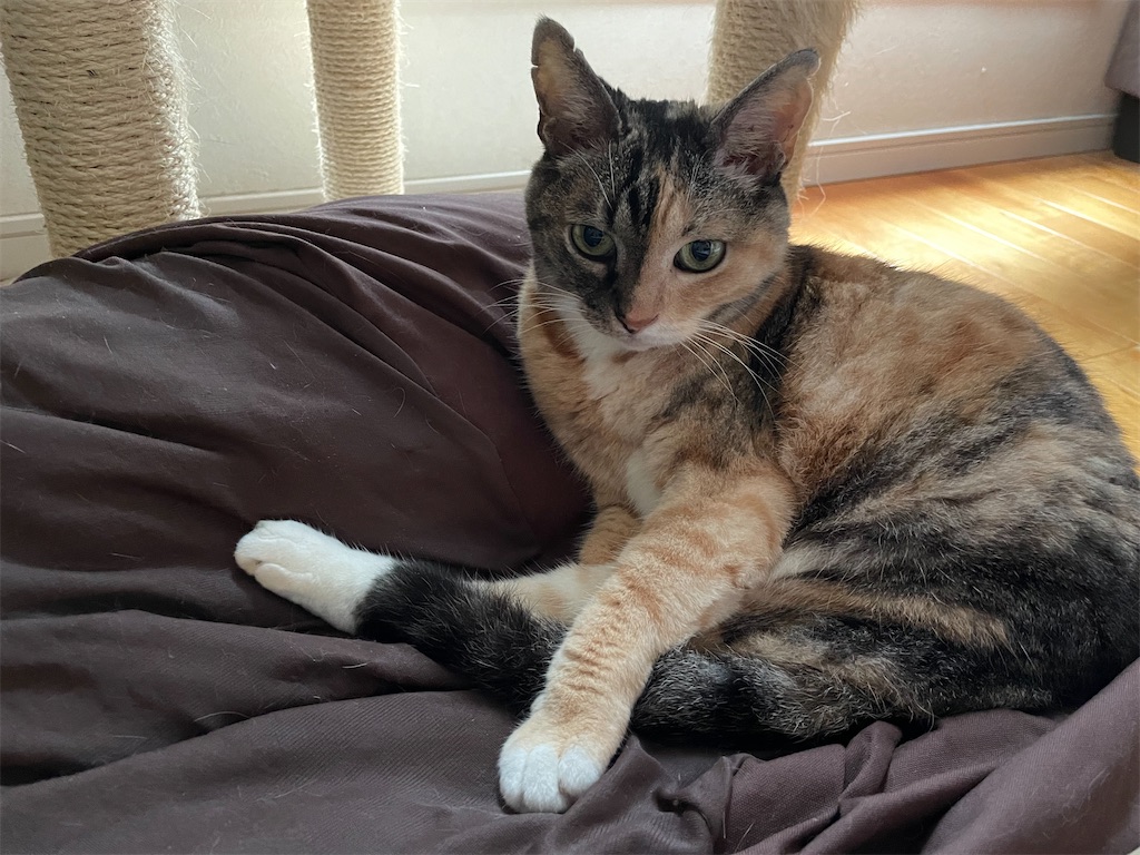 f:id:hiraryo0201:20210815121609j:image f:id:hiraryo0201:20210815121609j:image