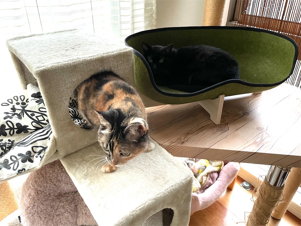 f:id:hiraryo0201:20210815203850j:image