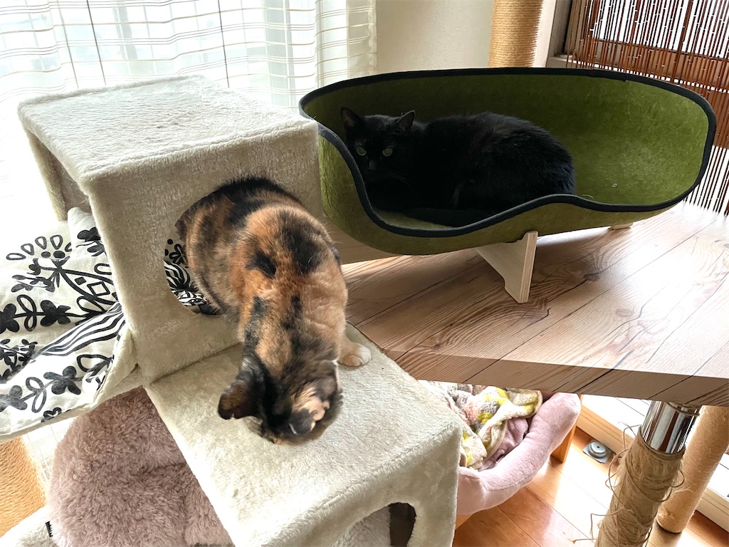 f:id:hiraryo0201:20210815203853j:image