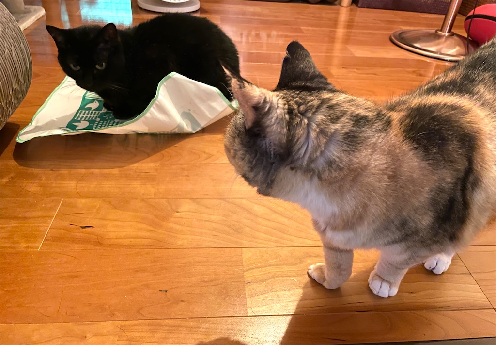 f:id:hiraryo0201:20210815203857j:image