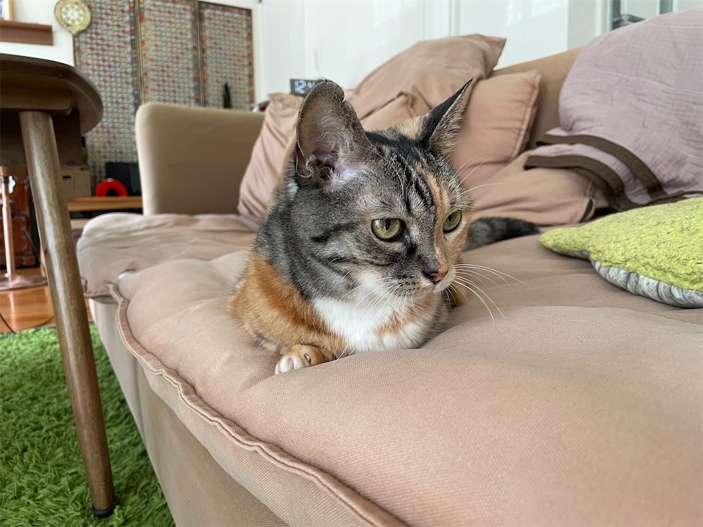 f:id:hiraryo0201:20210818221218j:image