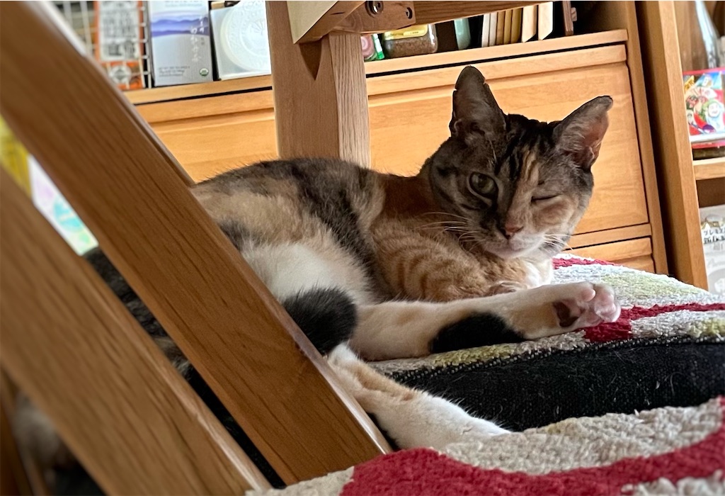 f:id:hiraryo0201:20210831164608j:image f:id:hiraryo0201:20210831164608j:image