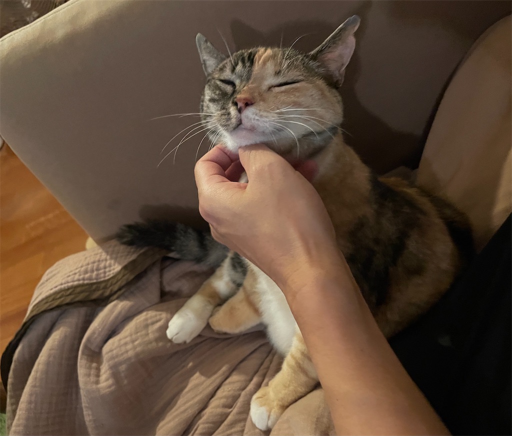 f:id:hiraryo0201:20210831221746j:image