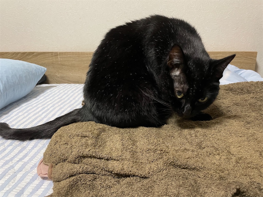 f:id:hiraryo0201:20210902215929j:image f:id:hiraryo0201:20210902215929j:image