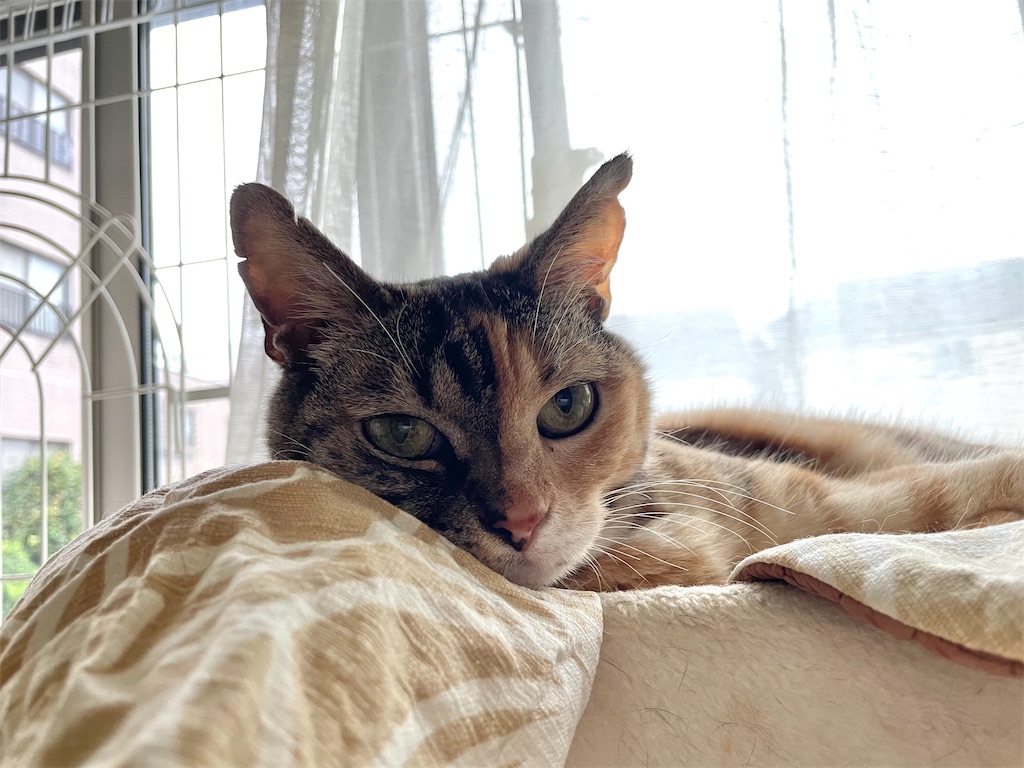 f:id:hiraryo0201:20210902215935j:image f:id:hiraryo0201:20210902215935j:image