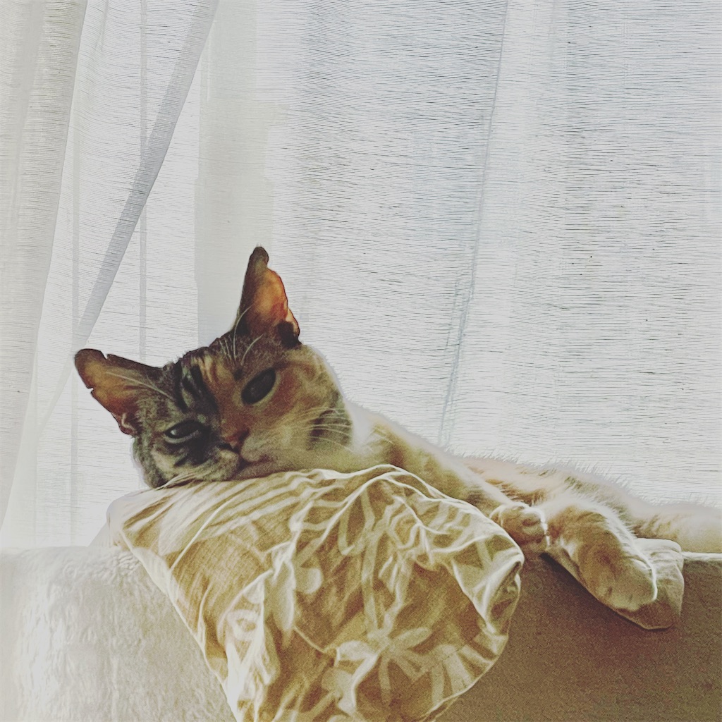 f:id:hiraryo0201:20210902215940j:image f:id:hiraryo0201:20210902215940j:image