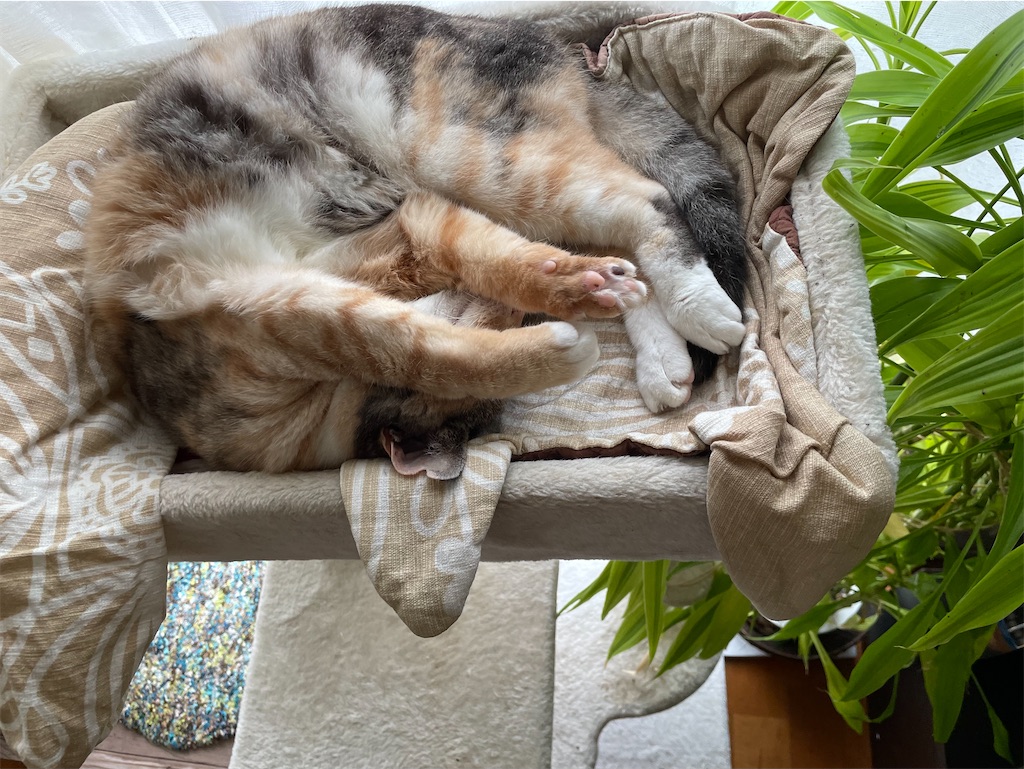 f:id:hiraryo0201:20210904154934j:image f:id:hiraryo0201:20210904154934j:image