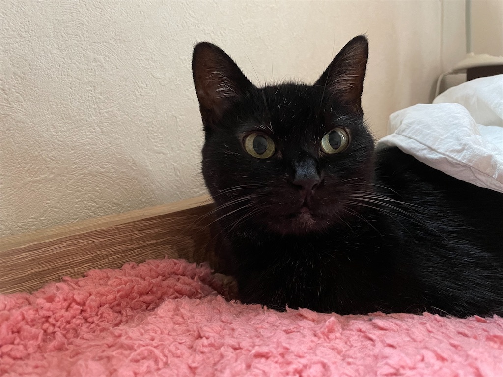 f:id:hiraryo0201:20210905094339j:image f:id:hiraryo0201:20210905094339j:image