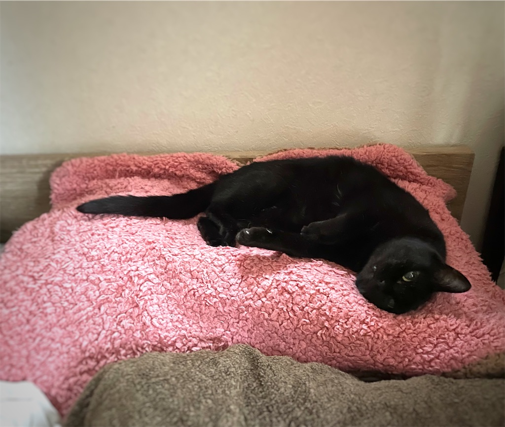 f:id:hiraryo0201:20210905094348j:image f:id:hiraryo0201:20210905094348j:image